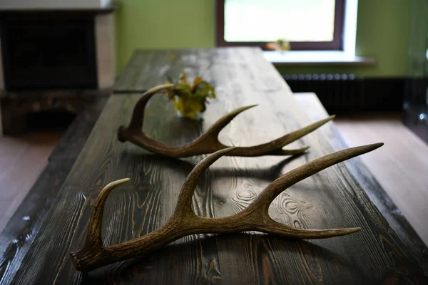 Stilleben Med Löv Och Horn Från Ett Rådjur Jaktstuga Naturlig — Stockfoto