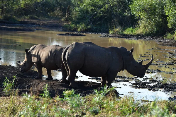 Rinoceronte Joven Con Madre Llegó Río — Foto de Stock