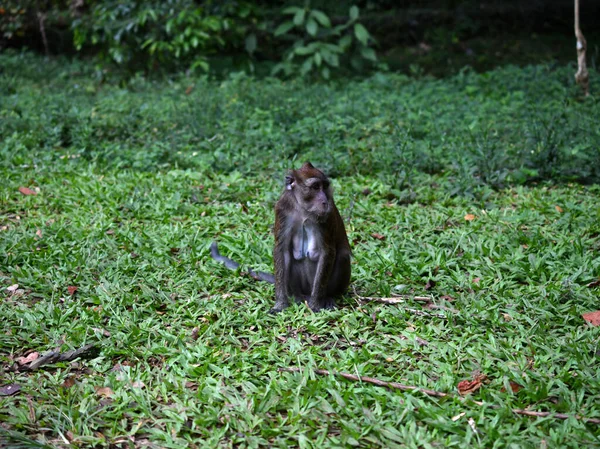 Macaco Viu Aparecimento Pessoas Alcança Uma Banana — Fotografia de Stock