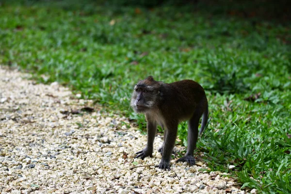 サルは人の姿を見てバナナに手を伸ばし — ストック写真