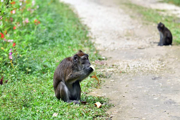 Una Scimmia Con Viso Intelligente Triste Guarda Intorno Nella Foresta — Foto Stock