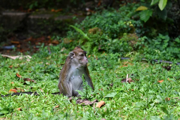 Małpa Mądrą Smutną Twarzą Rozgląda Się Lesie — Zdjęcie stockowe