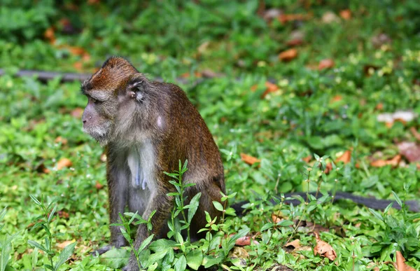 Macaco Com Rosto Inteligente Triste Olha Redor Floresta — Fotografia de Stock