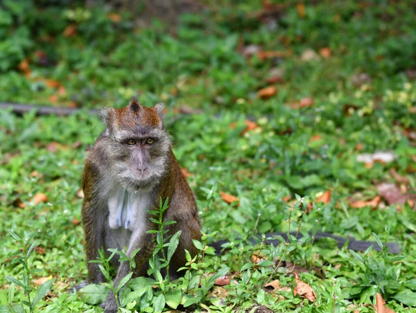 a monkey with a smart and sad face looks around in the forest