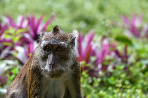 Mono Con Una Cara Inteligente Triste Mira Alrededor Bosque —  Fotos de Stock