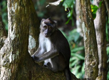 Zeki ve üzgün suratlı bir maymun ormana bakıyor.