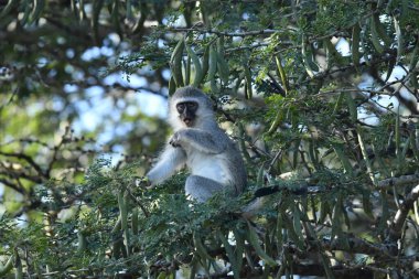 Zeki ve üzgün suratlı bir maymun ormana bakıyor.