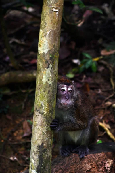 Mono Con Una Cara Inteligente Triste Mira Alrededor Bosque —  Fotos de Stock