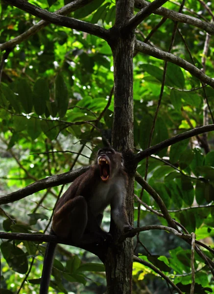 Mono Con Una Cara Inteligente Triste Mira Alrededor Bosque —  Fotos de Stock