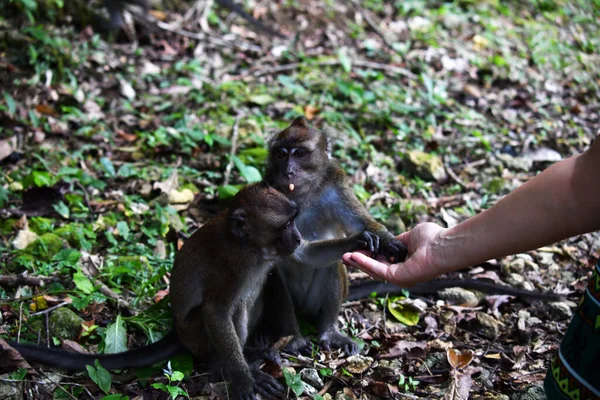 Monkey Smart Sad Face Looks Forest — Stock Photo, Image