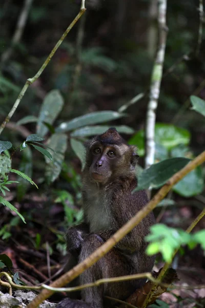 Mono Con Una Cara Inteligente Triste Mira Alrededor Bosque —  Fotos de Stock