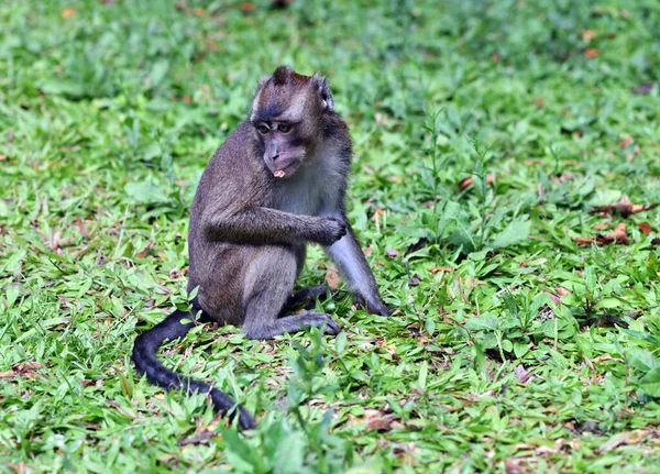 スマートで悲しい顔をした猿が森の中を見回し — ストック写真
