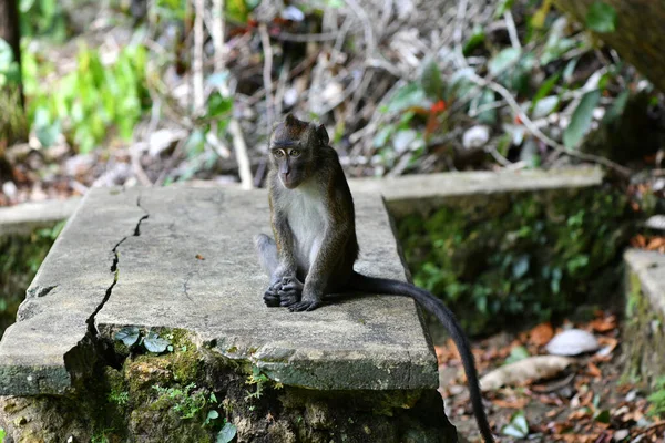 a monkey with a smart and sad face looks around in the forest