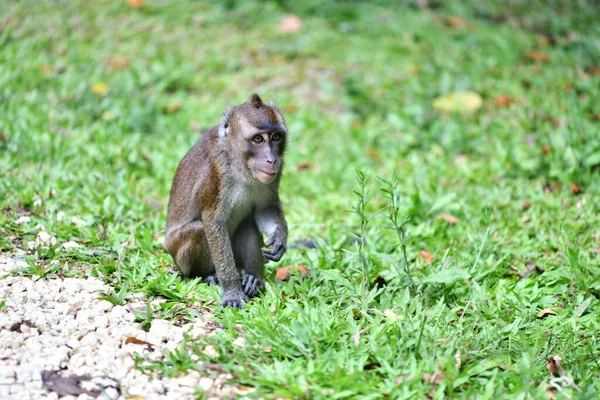 Małpa Mądrą Smutną Twarzą Rozgląda Się Lesie — Zdjęcie stockowe