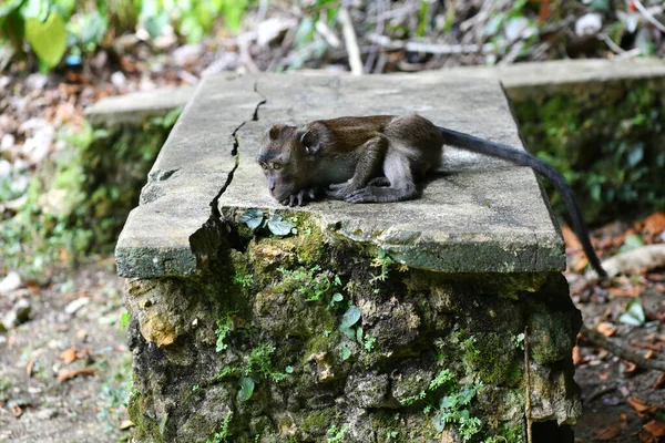 Macaco Com Rosto Inteligente Triste Olha Redor Floresta — Fotografia de Stock