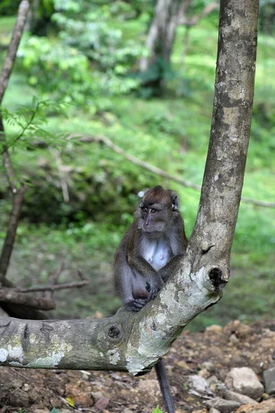 Macaco Com Rosto Inteligente Triste Olha Redor Floresta — Fotografia de Stock