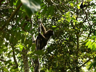 Büyük bir maymun sürüsü öğle yemeği için meyve yemeye geldi.