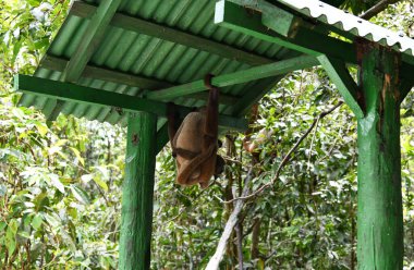 Büyük bir maymun sürüsü öğle yemeği için meyve yemeye geldi.