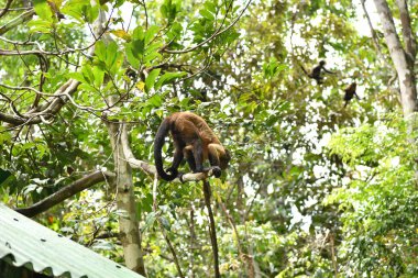 Büyük bir maymun sürüsü öğle yemeği için meyve yemeye geldi.