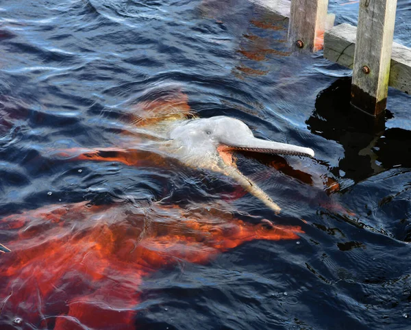 Delfini Rosa Sono Venuti Alla Stazione Biologica Godersi Pesce — Foto Stock