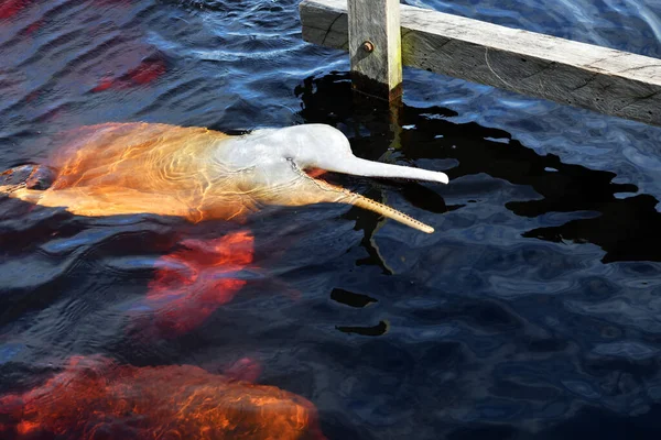 Pembe Yunuslar Biyolojik Istasyona Balıkların Tadını Çıkarmaya Geldiler — Stok fotoğraf