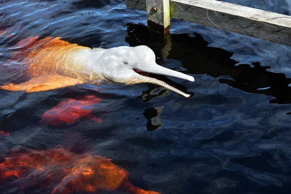 Dauphins Roses Sont Venus Station Biologique Pour Profiter Des Poissons — Photo