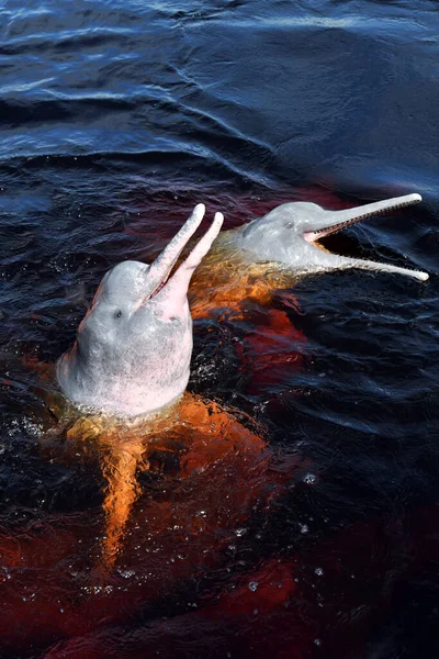 Delfines Rosados Llegaron Estación Biológica Para Disfrutar Los Peces — Foto de Stock