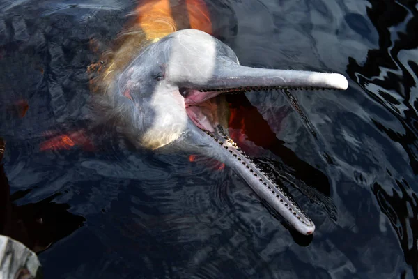 ピンクのイルカが魚を楽しむために — ストック写真