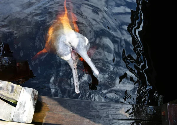 Delfines Rosados Llegaron Estación Biológica Para Disfrutar Los Peces — Foto de Stock