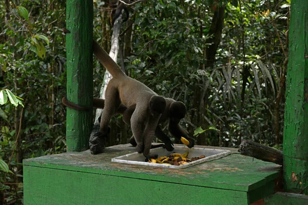 Grand Troupeau Singes Est Venu Manger Des Fruits Pour Déjeuner — Photo