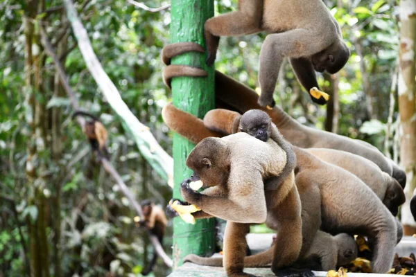 Grand Troupeau Singes Est Venu Manger Des Fruits Pour Déjeuner — Photo