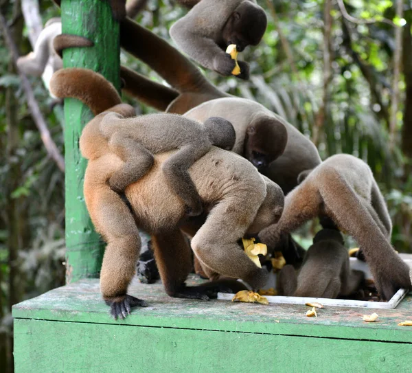 Large Flock Monkeys Came Eat Fruit Lunch — Stock Photo, Image