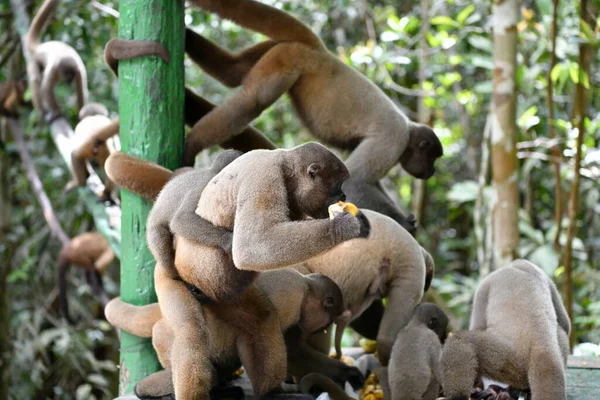 Grand Troupeau Singes Est Venu Manger Des Fruits Pour Déjeuner — Photo