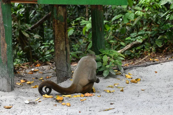 Grand Troupeau Singes Est Venu Manger Des Fruits Pour Déjeuner — Photo