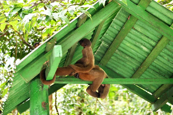 Grand Troupeau Singes Est Venu Manger Des Fruits Pour Déjeuner — Photo