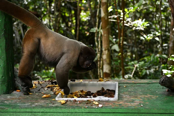 Grand Troupeau Singes Est Venu Manger Des Fruits Pour Déjeuner — Photo