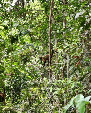 Büyük bir maymun sürüsü öğle yemeği için meyve yemeye geldi.