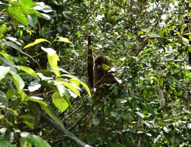 Büyük bir maymun sürüsü öğle yemeği için meyve yemeye geldi.