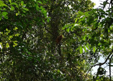 Büyük bir maymun sürüsü öğle yemeği için meyve yemeye geldi.