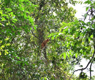 Büyük bir maymun sürüsü öğle yemeği için meyve yemeye geldi.