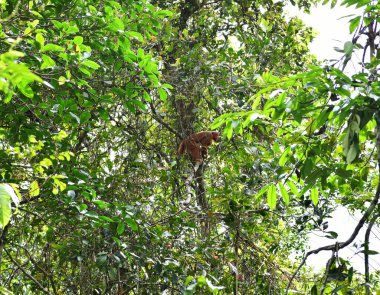 Büyük bir maymun sürüsü öğle yemeği için meyve yemeye geldi.