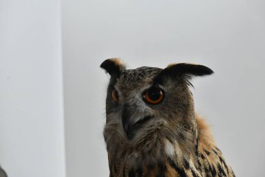 Kahverengi gururlu baykuş poz veriyor