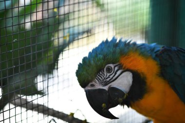 Vahşi doğada yiyecek arayan güzel kuşlar.