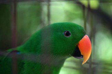 Doğal koşullarda avlanırken güzel kuş türleri