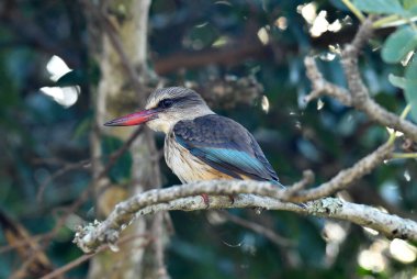 Doğal koşullarda avlanırken güzel kuş türleri