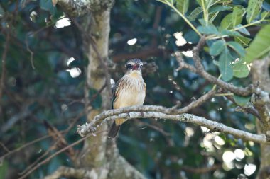 Doğal koşullarda avlanırken güzel kuş türleri