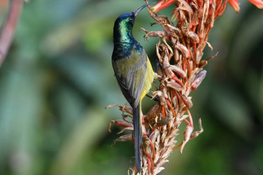 Kırmızı kazmalardaki güzel, parlak nektar kuşu.