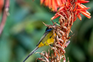 Kırmızı kazmalardaki güzel, parlak nektar kuşu.