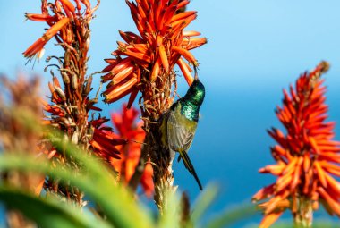 Kırmızı kazmalardaki güzel, parlak nektar kuşu.