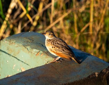 Doğal koşullarda avlanırken ağaçtaki güzel kuş.